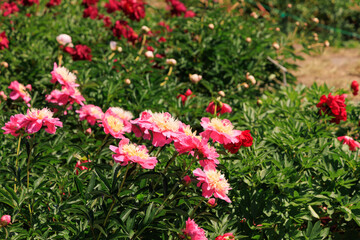 Obraz premium Varietal peonies bloom in a garden during daylight hours showing various colors and shapes