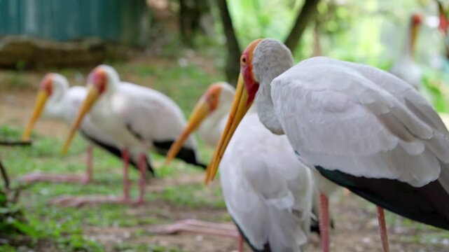 close up of white storks behaviour in the afternoon, yellow billed stork walking in nature