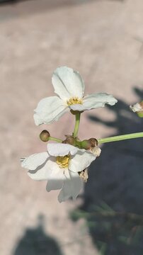 A beautiful Anemone &times; hybrida flower blooming with elegant petals and a graceful form, showcasing the delicate charm of this popular ornamental flowering plant in garden landscapes