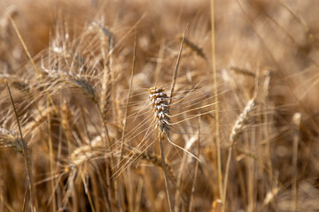 Fototapeta premium Close-up of ripe golden wheat ears in a sunlit field with a soft blurred background, symbolizing harvest season, agriculture, and cereal crop production.