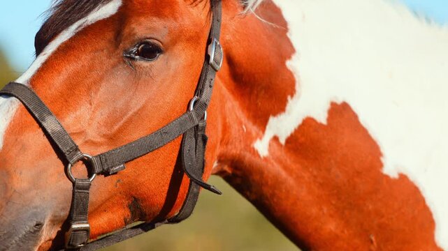 Horse standing in a meadow during summer. Domestic animal on the farm. Equine beauty in nature. Concept of animal husbandry and rural lifestyle. Equestrian sport and countryside freedom.