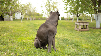 Obraz premium Large grey Cane Corso dog sitting on a green lawn in a rural garden with trees in the background. JPG