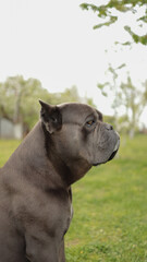 Close-up side profile portrait of a beautiful grey Cane Corso dog on a natural green background. JPG © BorysiukN