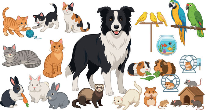 Domestic pets and cute animals vector illustration collection featuring a border collie dog playful kittens colorful parrots rabbits ferrets and small rodents (23 words)