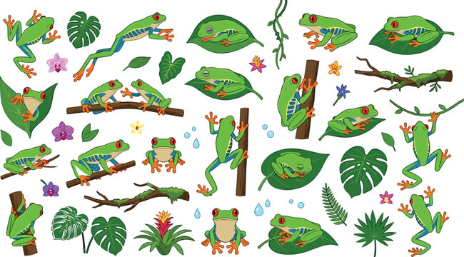 Red eyed tree frog vector illustration set featuring green exotic amphibians jumping climbing vines sitting on monstera leaves branches and tropical jungle plants (23 words)