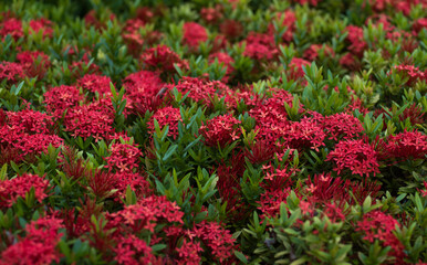 Obraz premium Red flowers of Chinese ixora - Ixora chinensis