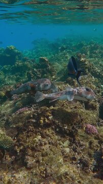 Vertical footage, Courtship game of pair of Porcupinefish over top of coral reef in shallow water in sunny day, Slow motion of Spotted Porcupine Fish, Diodon hystrix during mating season