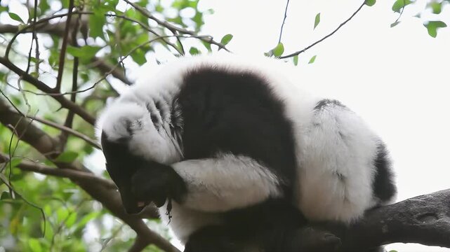 Black and white ruffed lemur rests on a tree branch surrounded by lush green foliage