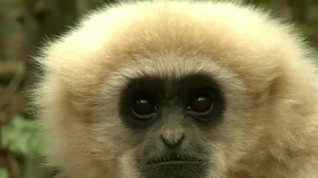 Close-up exploration of a gibbon's expressive face in a lush environment