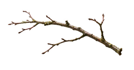 Obraz premium Single bare tree branch with small twigs, isolated on transparent