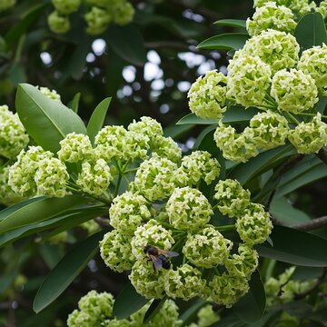Blooming Alstonia scholaris tree with green flower clusters, honey bee pollinating blackboard tree blossoms, lush tropical foliage and botanical details
