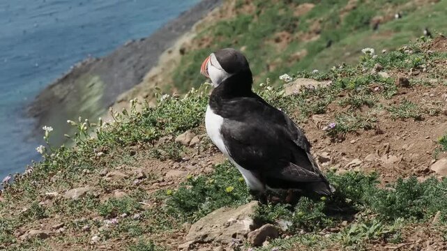 Atlantic puffin close-up profile standing on the grassy cliffs of Skomer Island, Wales, UK, overlooking the ocean, bird wildlife and nature stock video footage clip