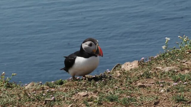 Atlantic puffin close-up profile standing on the grassy cliffs of Skomer Island, Wales, UK, overlooking the ocean, bird wildlife and nature stock video footage clip