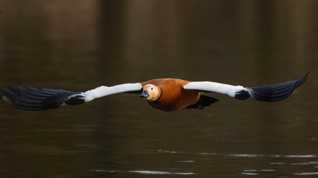 Rostgans  (Tadorna ferruginea)