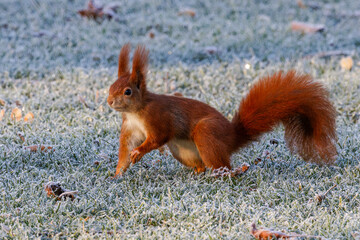 Eichhörnchen (Sciurus vulgaris) © Rolf Müller