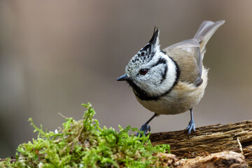 Haubenmeise (Lophophanes cristatus) © Rolf Müller