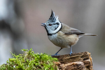 Haubenmeise (Lophophanes cristatus) © Rolf Müller