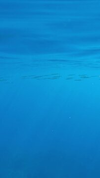 Vertical footage, Shoal of Halfbeak fish swimming under surface of turquoise water in sunbeams, Slow motion of Red Sea Halfbeak, Hyporhamphus gamberur swims on a bright sunny day