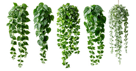 Fototapeta premium Hanging plant vines with leaves on transparent background
