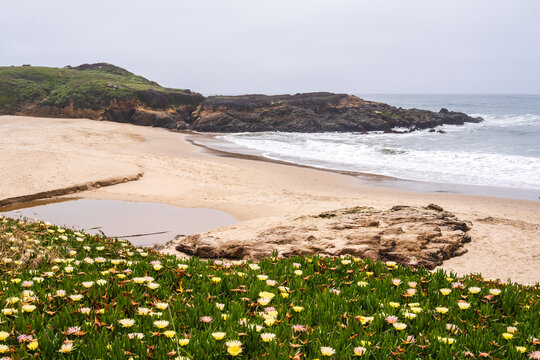 The beach and Pacifc Ocean at Bean Hollow State Park, California