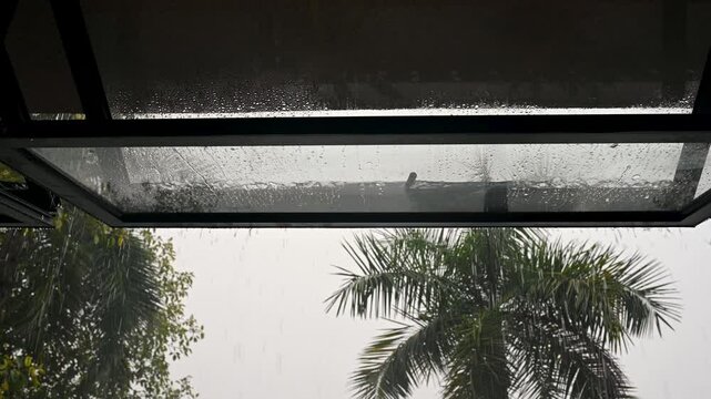 Rain Drops Falling on Glass Roof with Palm Trees in Background