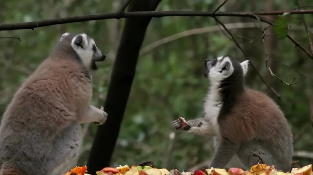 Ring-tailed lemur enjoys a healthy meal of fruits and vegetables in a forest setting