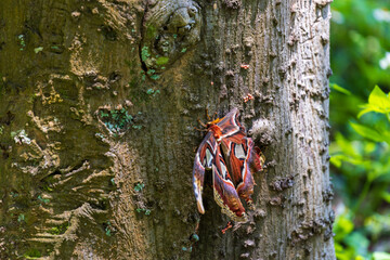 Macro close-up of a giant emperor moth resting on a tree trunk and its magnificent wings. © paul