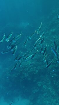 Vertical footage, Top view of shoal of Striped Mackerel with Lunar Fusilier fish feeding in turquoise water in sun rays, Slow motion of shoal swims with open mouths filtering for plankton