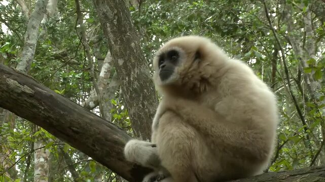 Close-up of a fluffy white gibbon monkey sitting on a tree branch in a lush forest