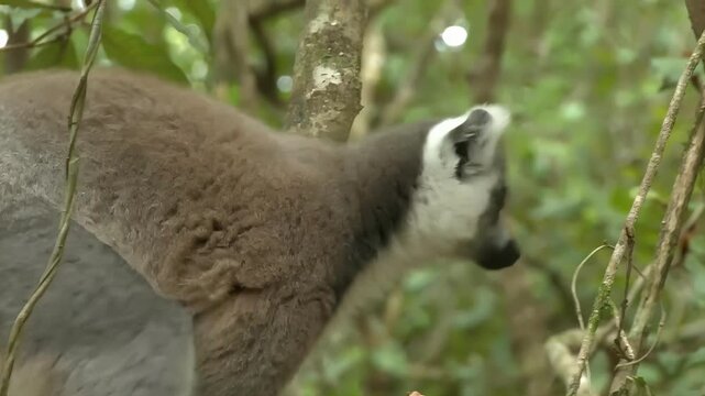 Ring-tailed lemur peeking from lush green forest foliage during daytime