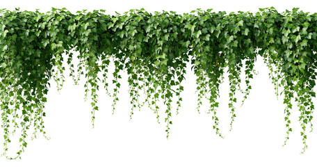 Fototapeta premium Green ivy leaves border on transparent background