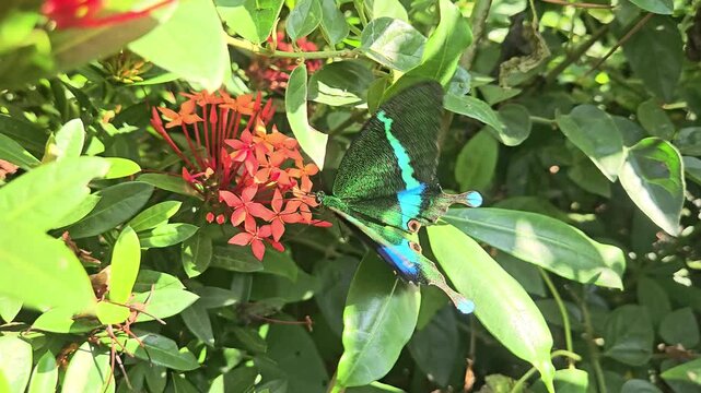 Paris Peacock butterfly Papilio paris feeding on nectar from vibrant red Ixora flowers in a tropical garden. The butterfly's iridescent blue-green wings shimmer in natural sunlight