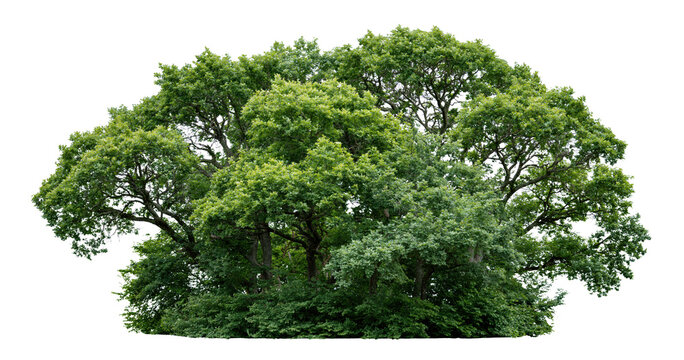Green broadleaf tree isolated on transparent background