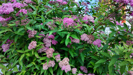 Fototapeta premium Pink spiraea japonica pink plants flowers