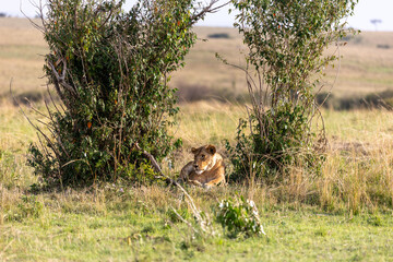Lioness rests in the shade between bushes on the savannah - Masai Mara National Reserve, Kenya, African wildlife safari photography © theStorygrapher