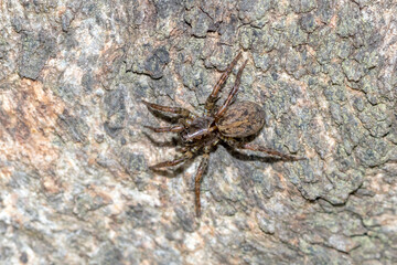 Camouflaged Spider Blending Into Tree Bark © Andrew