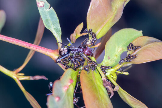 Southern Meat Ant Tending Hopper Nymph Colony