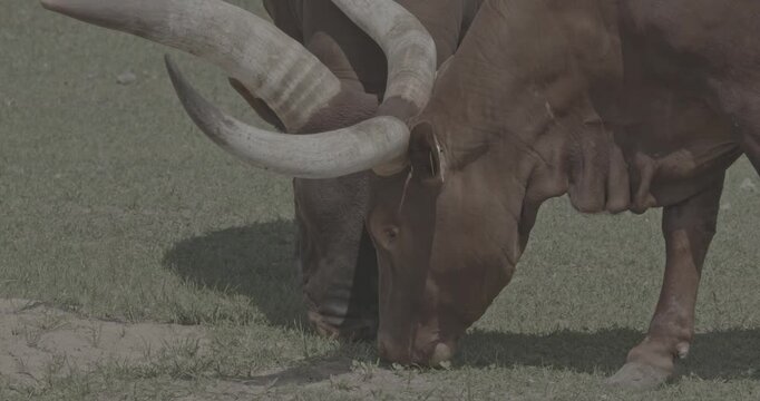 Grazing Cow with Distinctive Horns on Green Grass