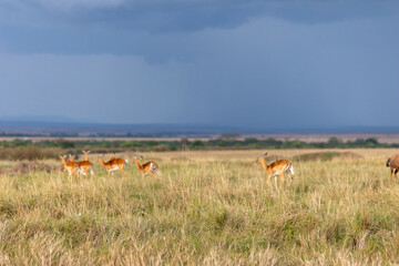 Naklejka premium Group of impala stand in open grassland beneath a distant storm - Masai Mara National Reserve, Kenya, African wildlife safari photography
