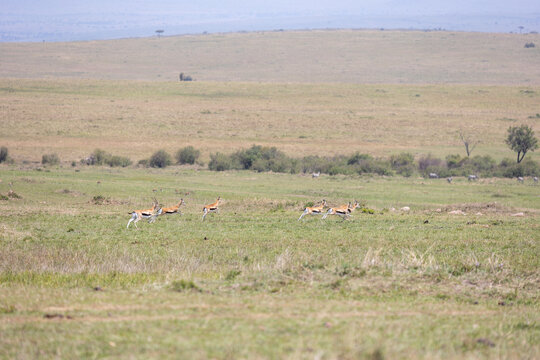 Group of Thomson's gazelles runs across open savannah grassland - Masai Mara National Reserve, Kenya, African wildlife safari photography