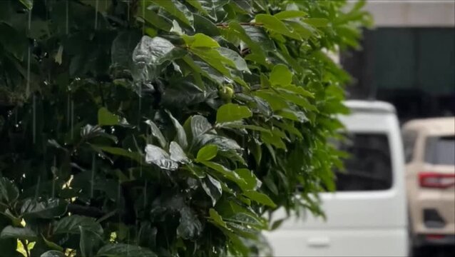 Rainy day in the city with heavy rain falling on green bush leaves close-up.