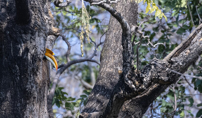Great hornbill female (Buceros bicornis) bird perching on tree and looking out from tree whole at forest. © Abhishek Mittal
