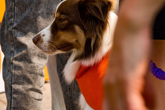 Brown and white dog with closed eyes wearing an orange bandana, standing close to people dressed in casual clothing. The dog appears relaxed and peaceful in an outdoor setting, with a focus on its fac