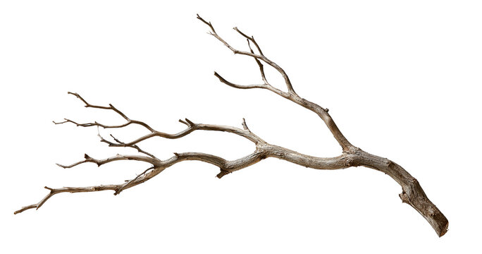 Dry bare tree branch on transparent background