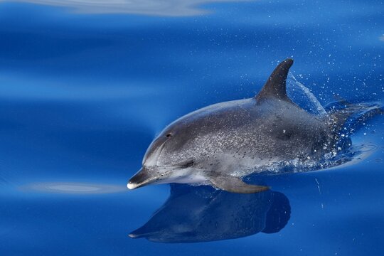 Delfin springt &uuml;ber die Wasseroberfl&auml;che des Atlantiks
