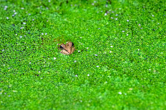 Ein Frosch tarnt sich im Teich und nur der Kopf ist sichtbar. 