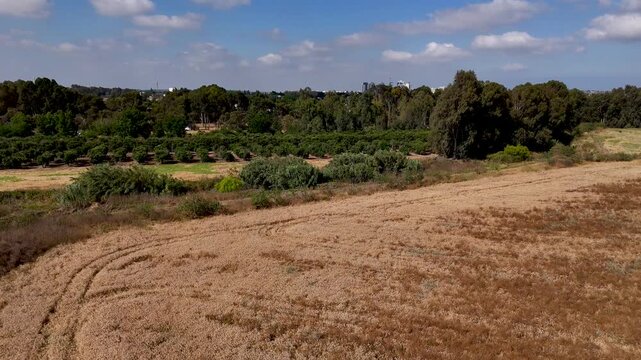 Forward Flying Drone Over Golden Wheat Field Toward Eucalyptus Grove and Distant Ashdod City Skyline Under Blue Summer Sky Near Rehovot Israel