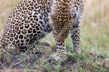 Fototapeta premium Close view of a leopard with its head lowered to the ground - Masai Mara National Reserve, Kenya, African wildlife safari photography