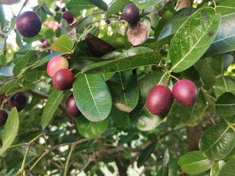 Carissa carandas fruit produce on tree background