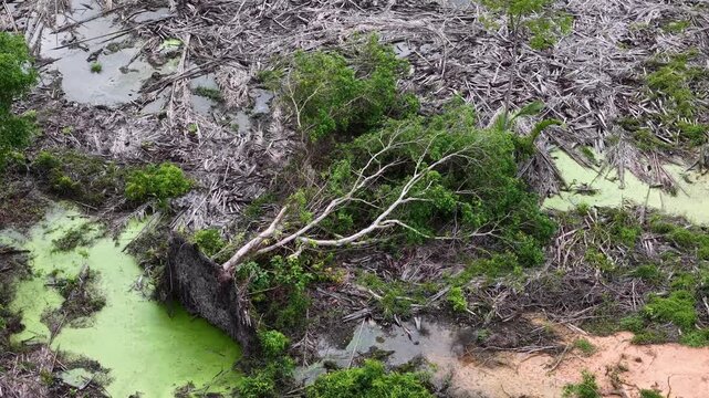 Aerial view shows fallen dead tree in cleared swamp after deforestation.